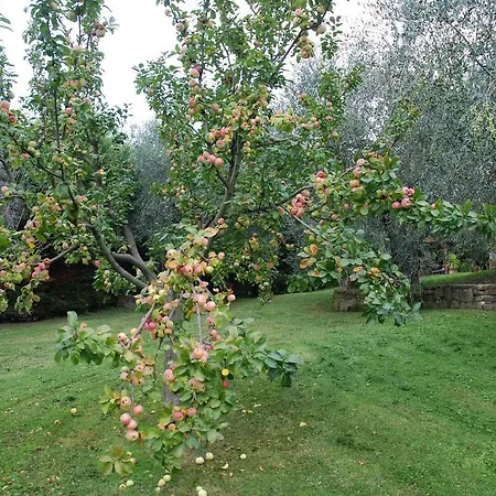 Podere Le Buche * Pelago